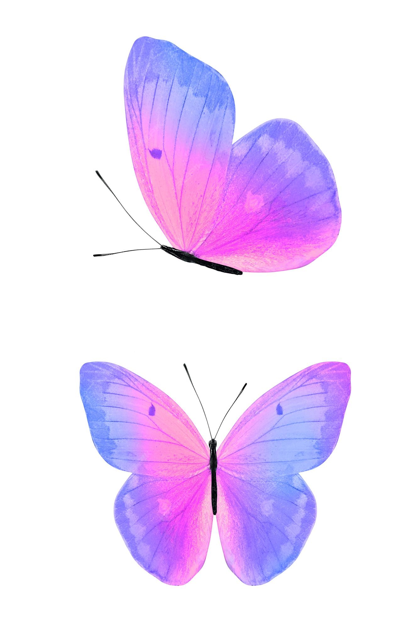 Premium Photo | Butterfly isolated on white. wings with purple and pink  color. high quality photo