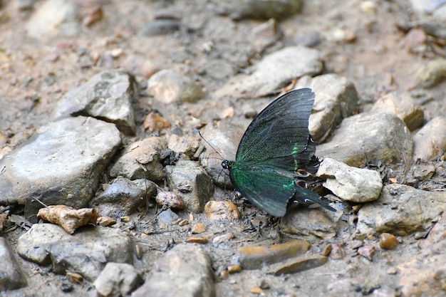 Бабочка в национальном парке Каенг Крачан, Таиланд