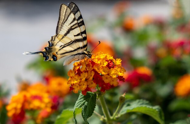 Butterfly on lantana red yellow color flowers Swallowtail insect feeding on a blooming plant garden in a Greek island Cyclades Greece