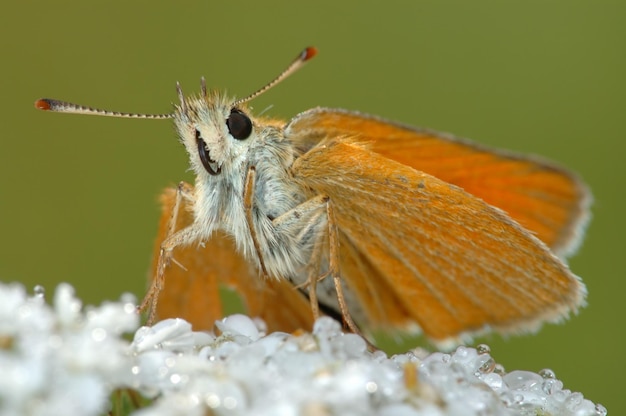 Бабочка Большой шкипер Ochlodes sylvanus