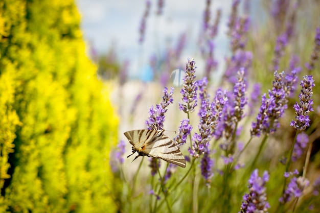 Butterfly at Lavender Bush. Toned Close Up Shot