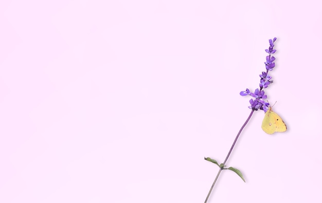 Butterfly on lavender flower isolated on pink background