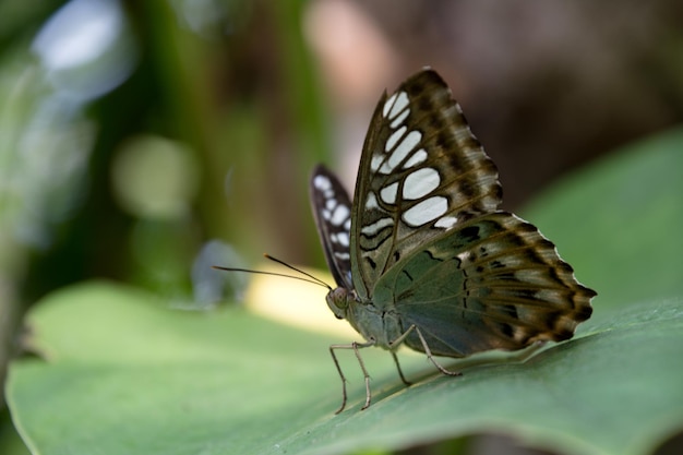 Butterfly on leaf - blauer segelfalter unterseite