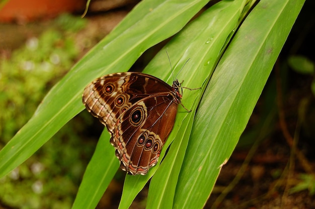 Butterfly on a leaf in the botanical gardens