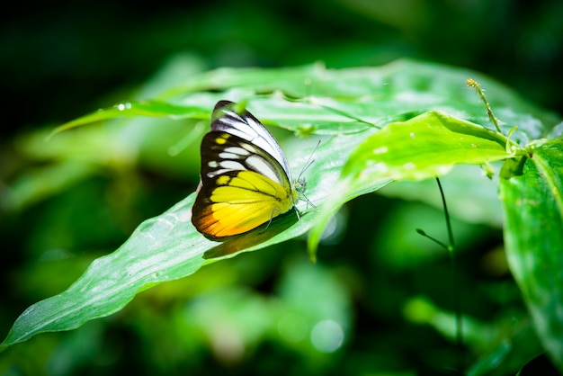 Бабочка на листьях в лесу