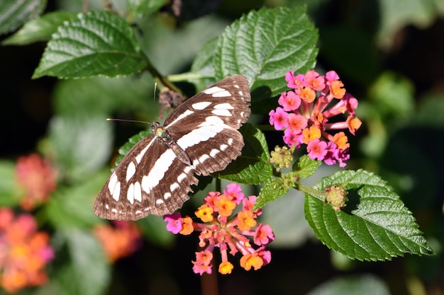 Butterfly on a leaf in the jungle. Bali, Indonesia.