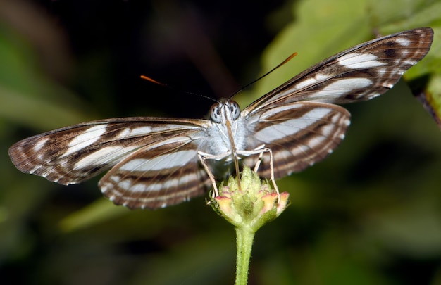 Бабочка на листе в джунглях. Бали, Индонезия.