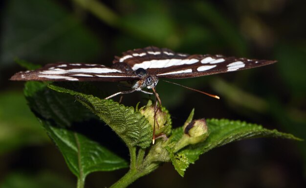 Butterfly on a leaf in the jungle. Bali, Indonesia.