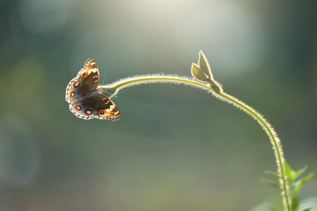 Бабочка на листе на фоне природы