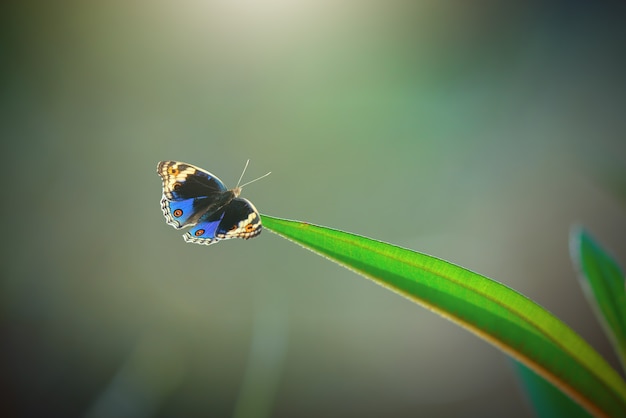 Foto farfalla su foglia con sfondo naturale