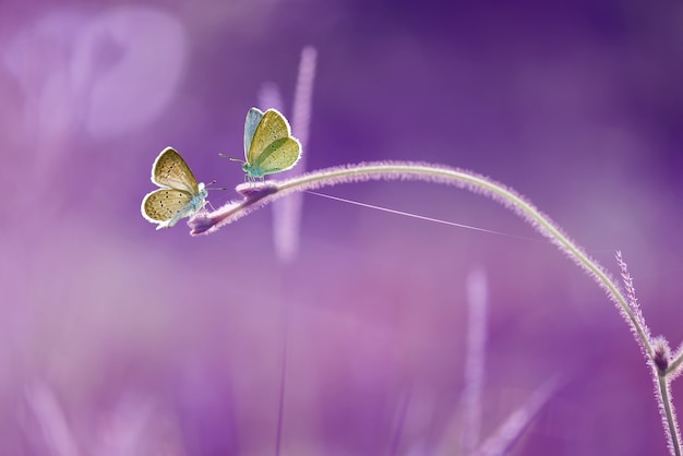 紫色の背景と葉の上の蝶