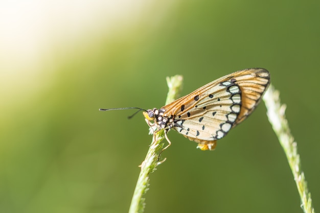 butterfly on leaf