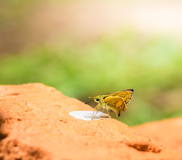 Foto farfalla sulla foglia