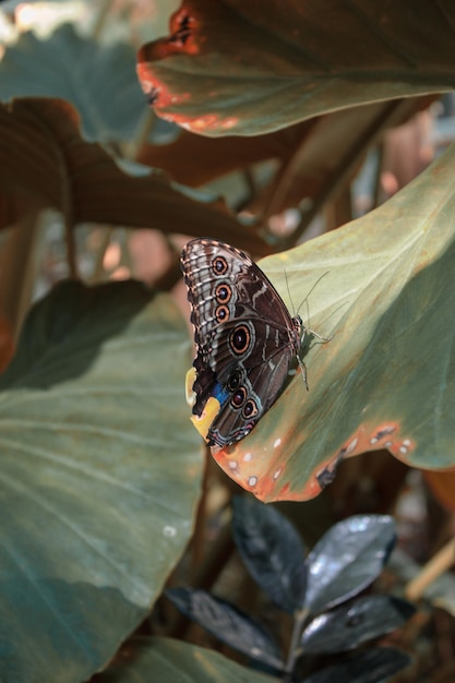 Foto farfalla sulla foglia