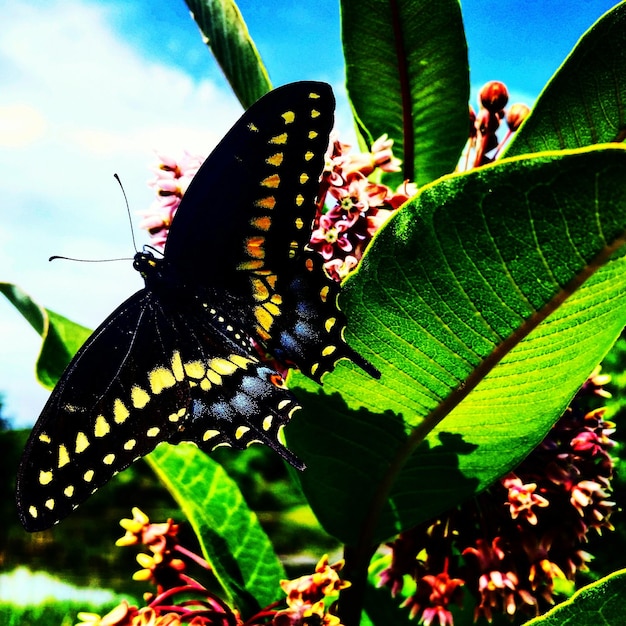 Photo butterfly on leaf