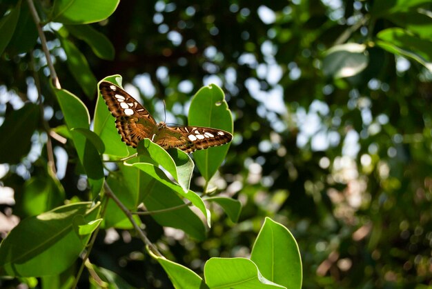 Butterfly on leaf