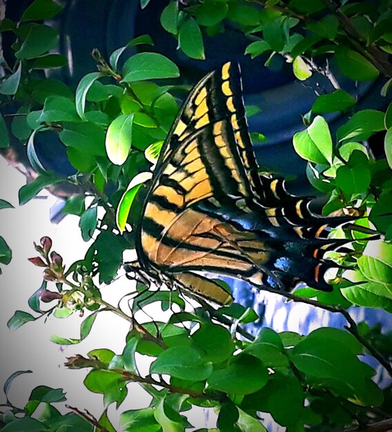 Butterfly on leaf