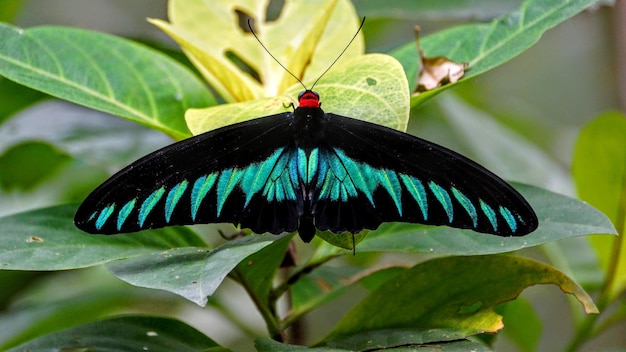 Photo butterfly on leaf