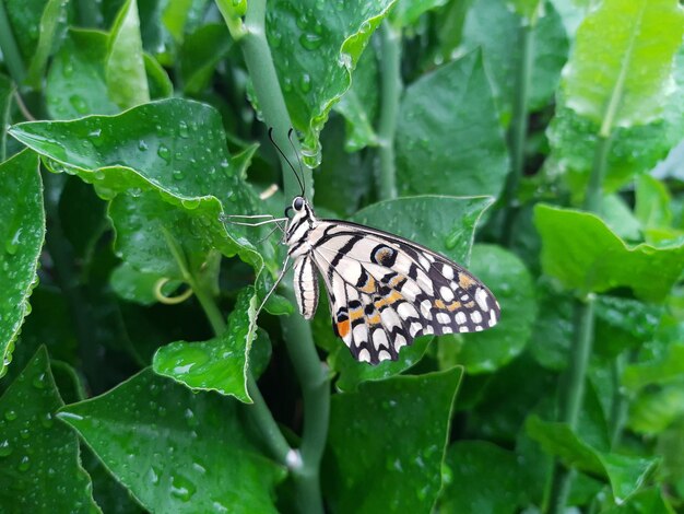 Butterfly on leaf