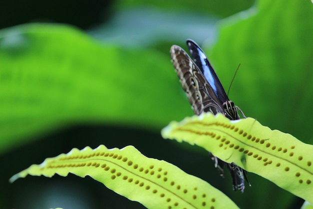 Photo butterfly on leaf