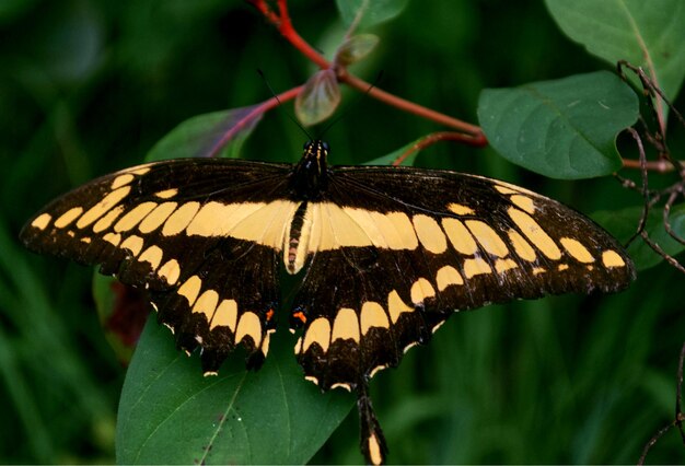 Butterfly on leaf