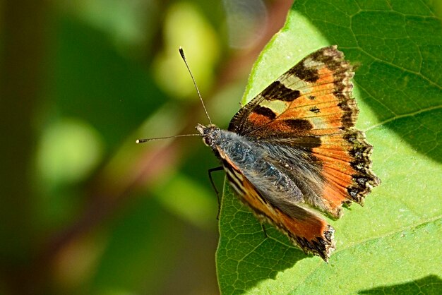 Butterfly on leaf