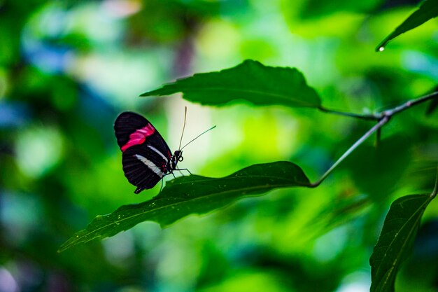 Butterfly on leaf