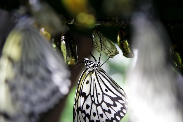 Photo butterfly on leaf