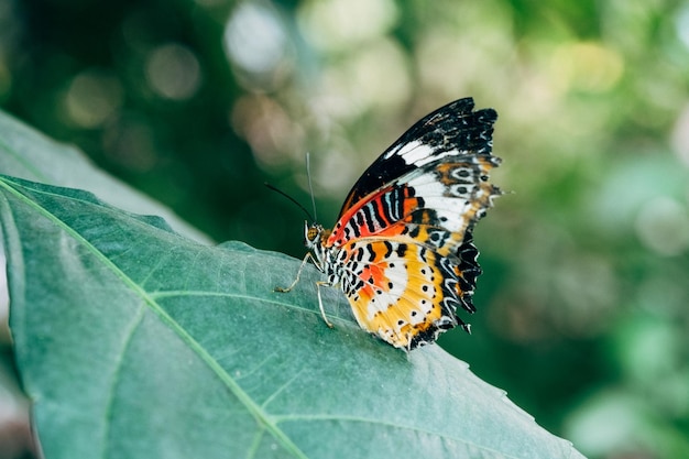 butterfly on leaf