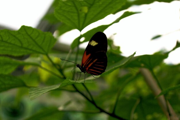 Butterfly on leaf