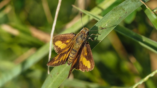 Butterfly on leaf