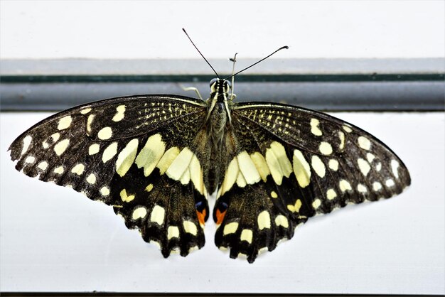 Photo butterfly on leaf