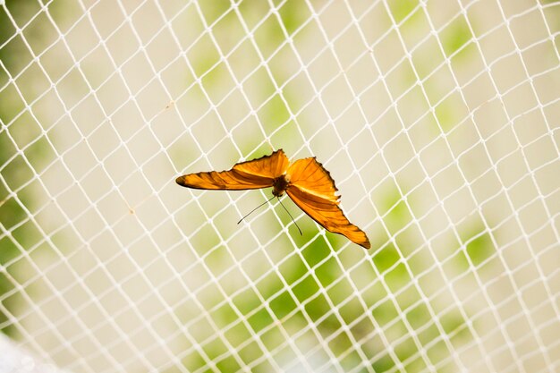 Photo butterfly on leaf