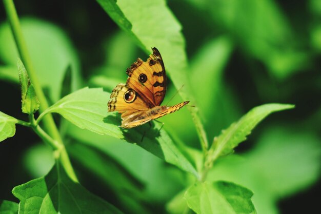 Photo butterfly on leaf