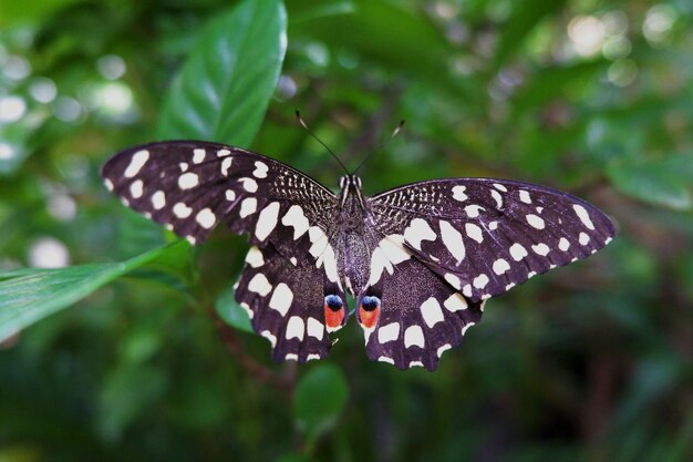 Butterfly on leaf