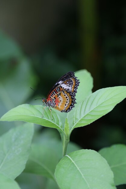 Photo butterfly on leaf