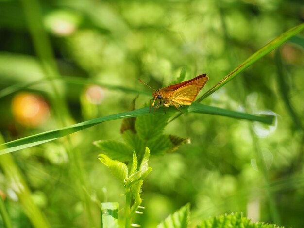 Photo butterfly on leaf