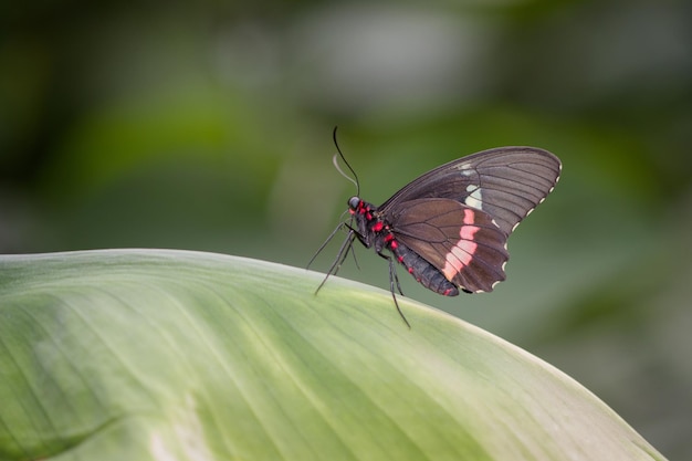 Photo butterfly on leaf