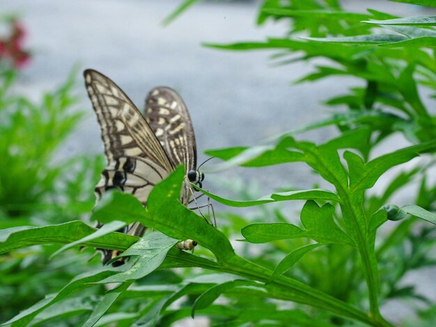 Butterfly on leaf