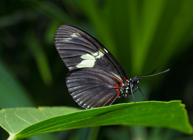 Photo butterfly on leaf