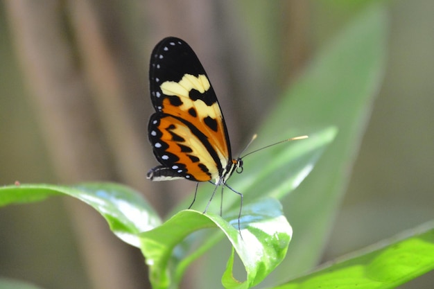 Butterfly on leaf