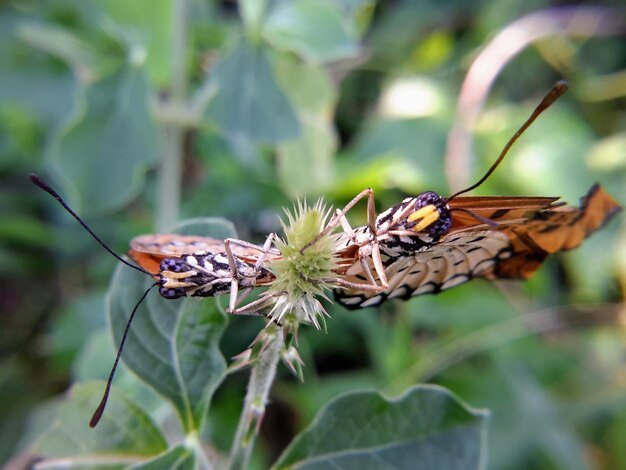 Foto farfalla sulla foglia