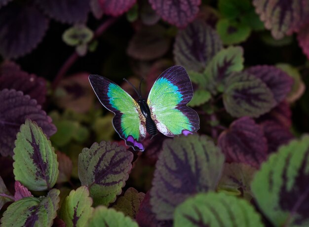 butterfly on the leaf