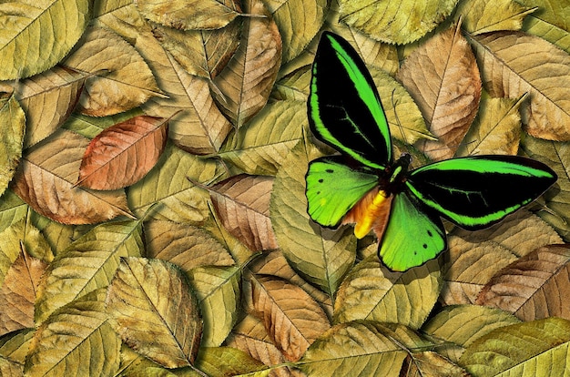 Photo a butterfly on a leaf