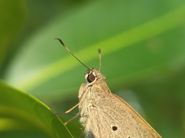 butterfly on leaf