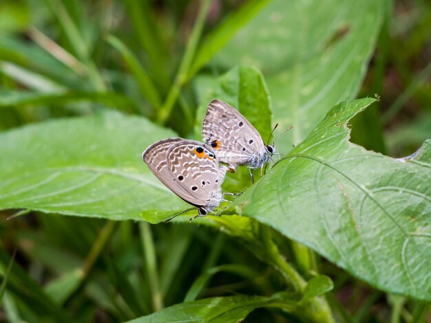 Butterfly on leaves