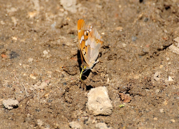 写真 暑い夏の日に、バタフライタイリクコムラサキが砂の上に座ります