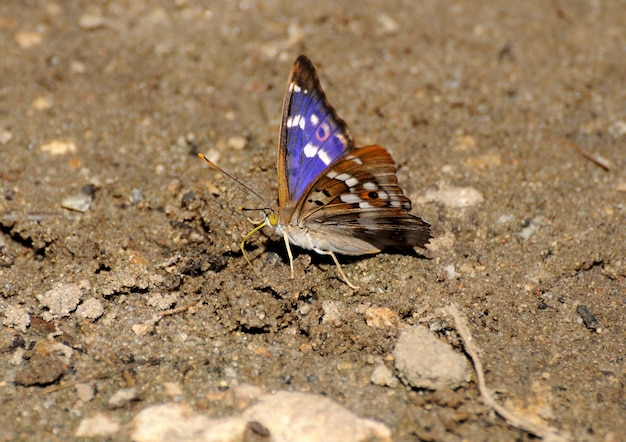 Butterfly Lesser Purple Emperor Apatura ilia sits on the sand on a hot summer day