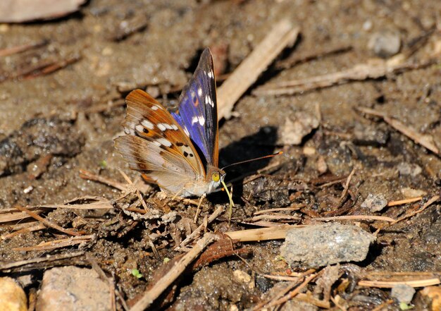 Butterfly Lesser Purple Emperor Apatura ilia sits on the sand on a hot summer day