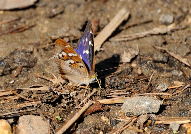 Butterfly Lesser Purple Emperor Apatura ilia zit op het zand op een hete zomerdag